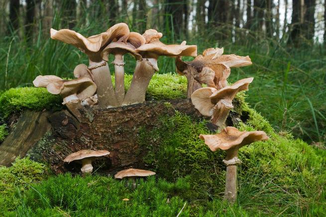 Mushrooms in a forest