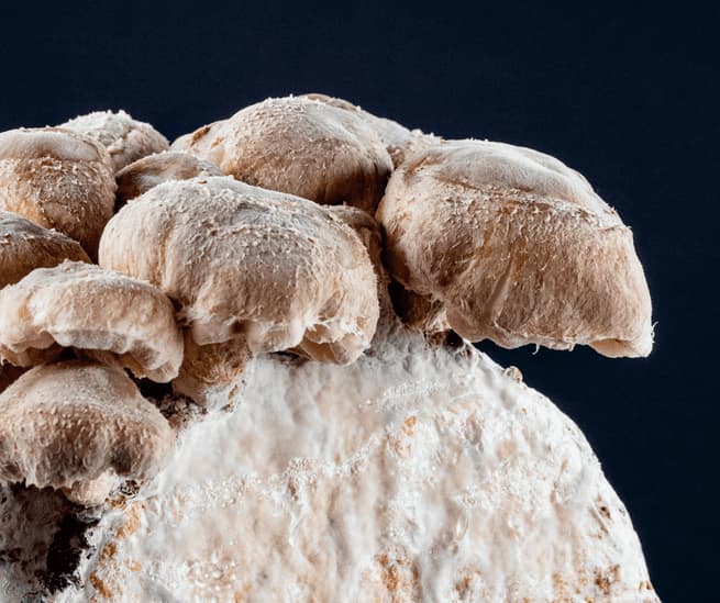 Preparation of Mycelium Pulp from Mushroom Fruiting Bodies