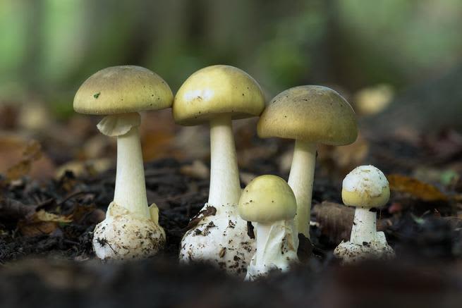 Amanita phalloides