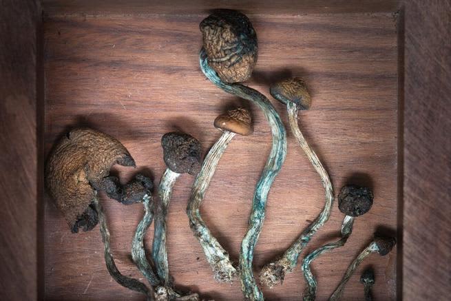 Psylocibe subaeruginosa subs: Flat lay of dried psychedelic mushrooms