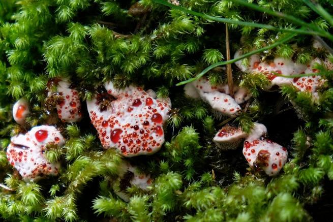 Bleeding tooth fungus