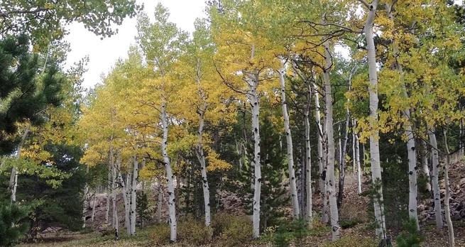 aspens fungi threat climate change 1 