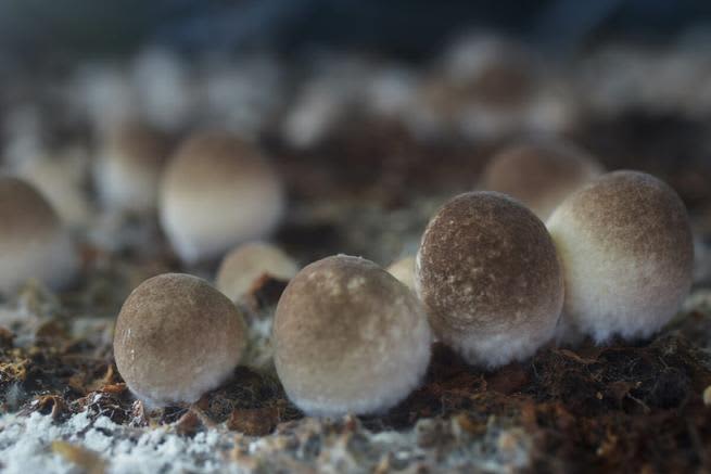 Close up shot of Volvariella volvacea