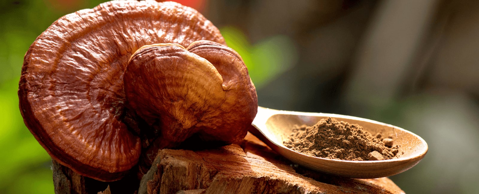 The Role of Medicinal Mushrooms in Autoimmune Disease Treatment Shroomer