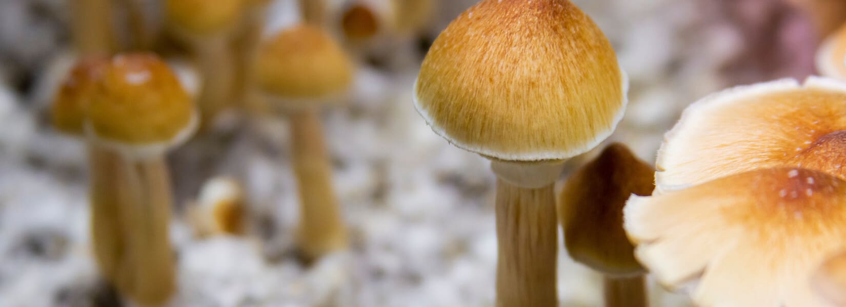 The Complete Guide to Psilocybe Cubensis - Shroomer