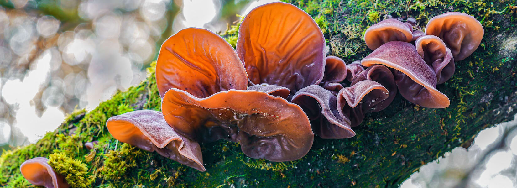 mushrooms | Overlord In Terms of Core Issues Around Maximal Engagement with  Key Notions of the Über-Feral, image size:1650x600
