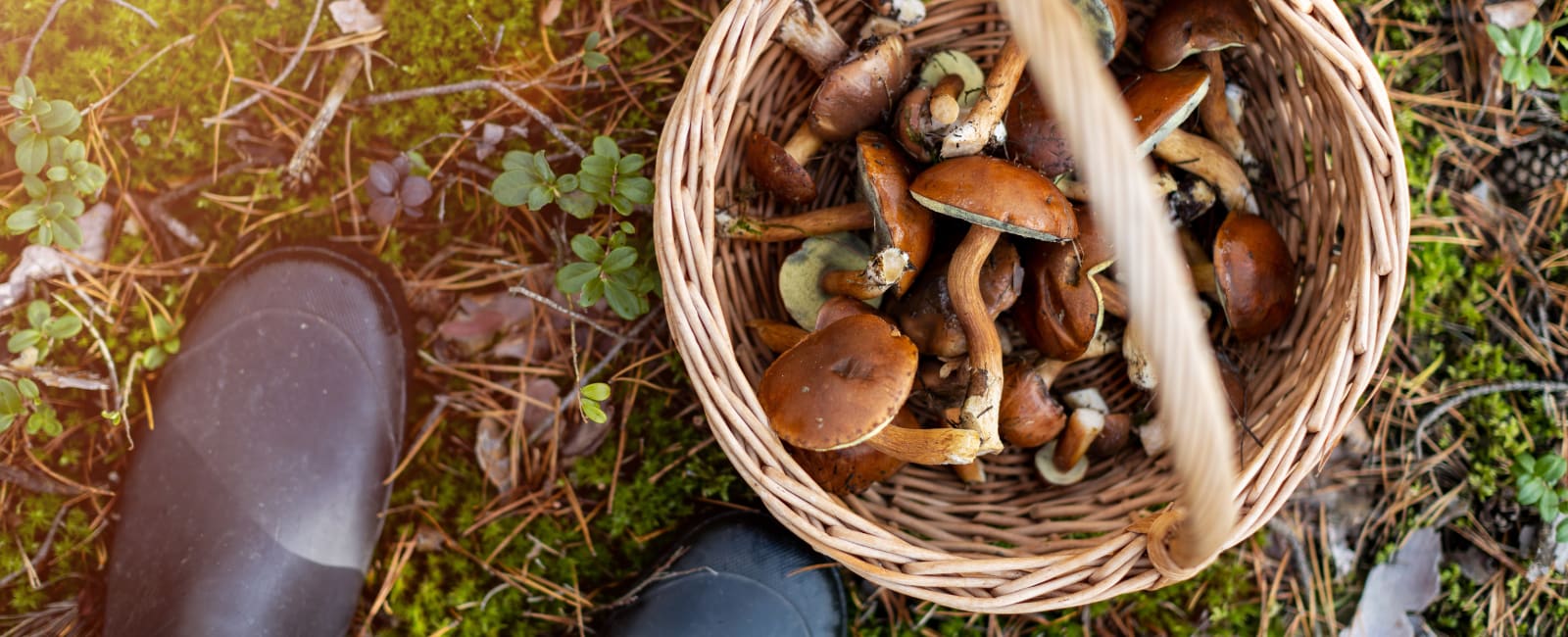 Top 10 Edible Mushrooms for Beginner Foragers - Shroomer