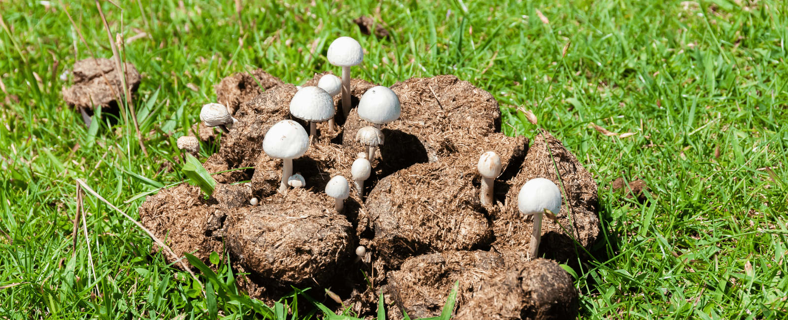 Mushrooms in Manure A Guide to Coprophilous Fungi Shroomer
