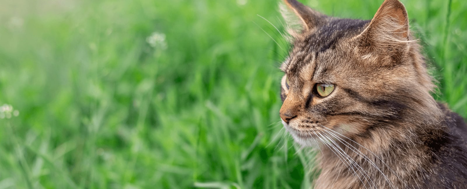 Photo inspiration: Visual Reference: The Best Medicinal Mushrooms For Your Cat S Cancer Care