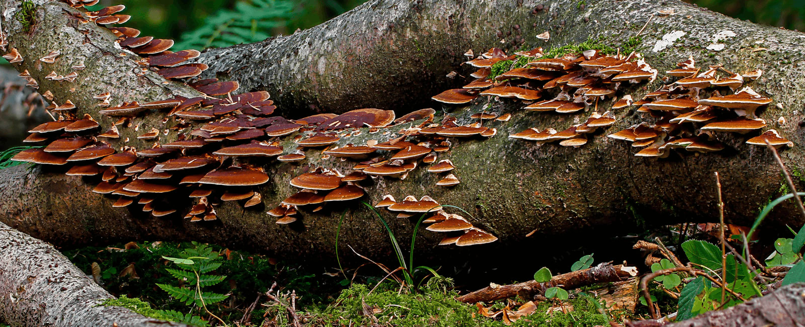 Diet What and How Do Mushrooms Eat? Shroomer