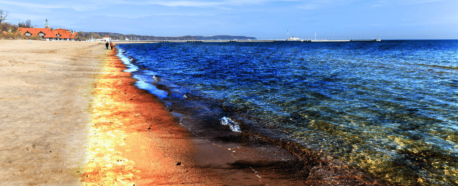 The Potential of Fungi for Cleaning Up Oil Spills Shroomer