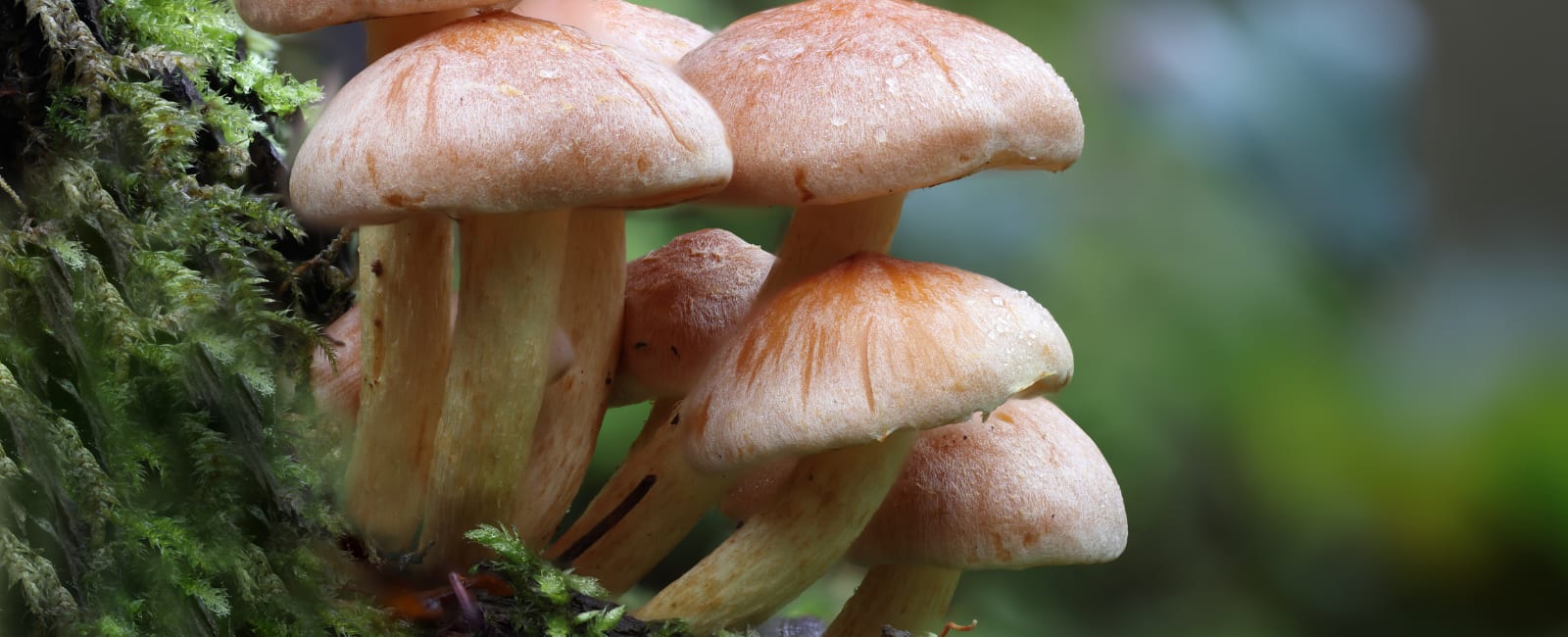 Mushrooms as Bioindicators: A Natural Solution to Environmental