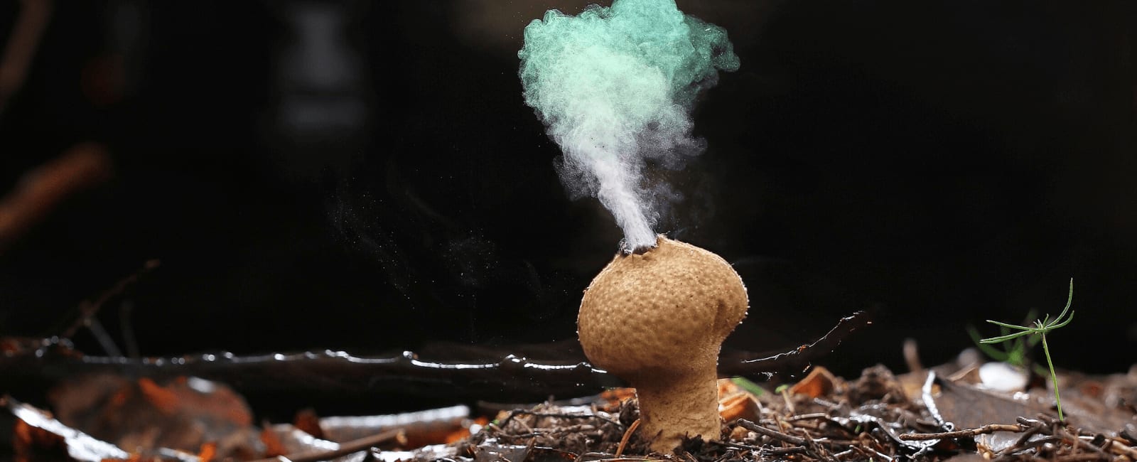 Largest Global Air Sampling Study Unveils Climate's Role in Fungal ...