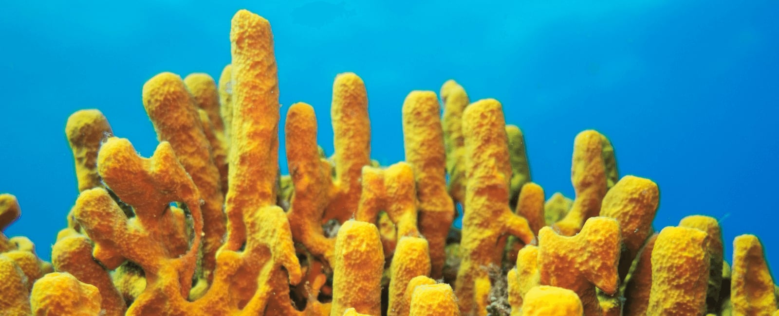 Marine Fungi Found on Sea Sponges Show Promising Potential in Treating ...