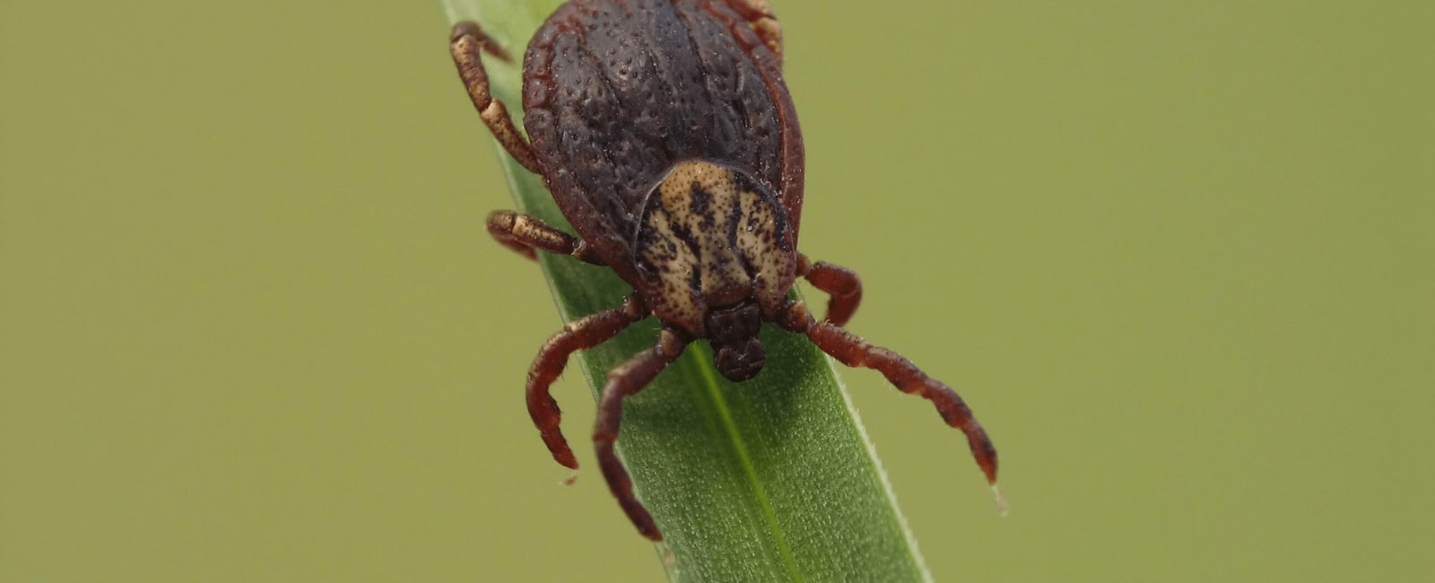 View of Researchers Discover Fungus That Could Control Tick Populations - Shroomer