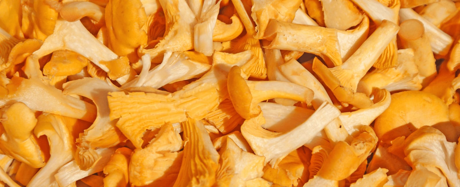 5 Surprising Health Benefits of Chanterelle Mushrooms Shroomer