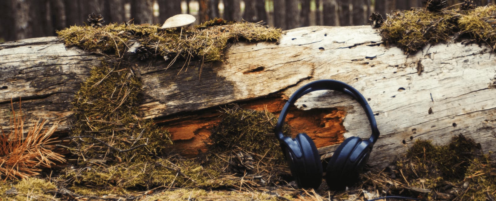 From the Earth to Your Ears: How Mushroom Music is Created - Shroomer