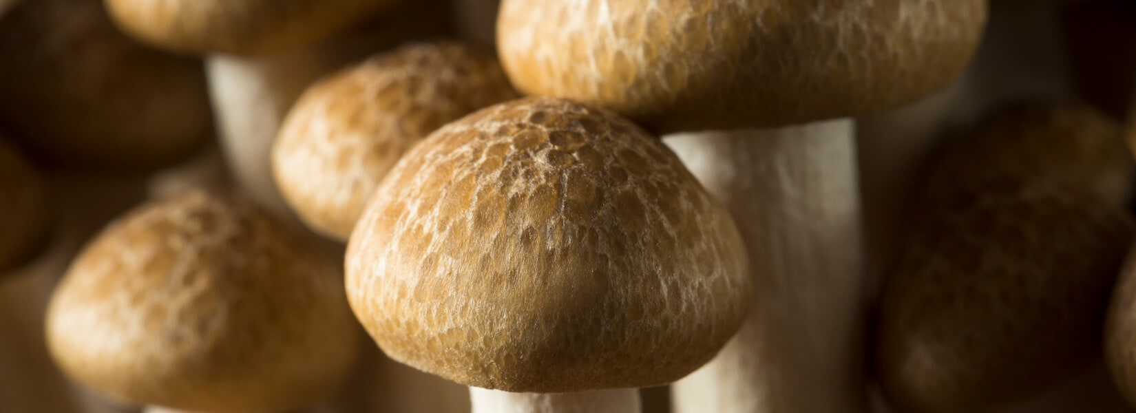 The Complete Guide to Beech Mushrooms - Shroomer