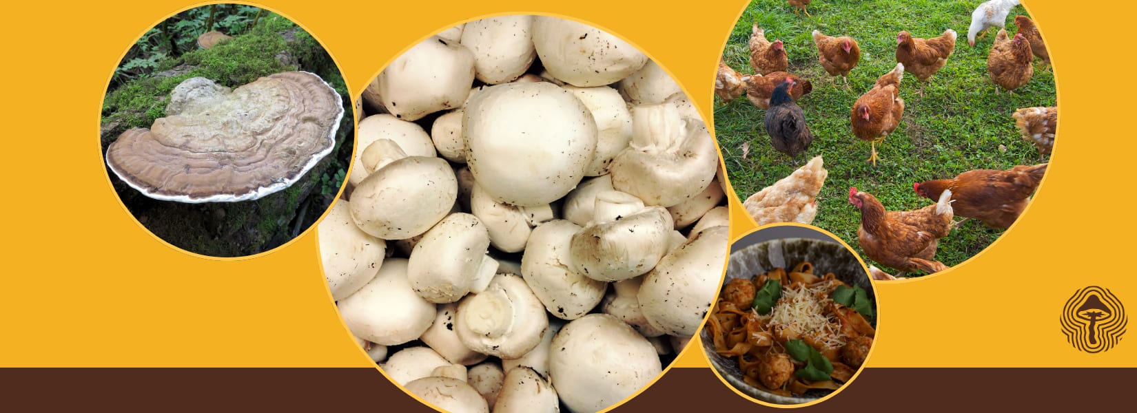 White Button Mushrooms Show Heart-Protective Effects in Rats ️ - Shroomer