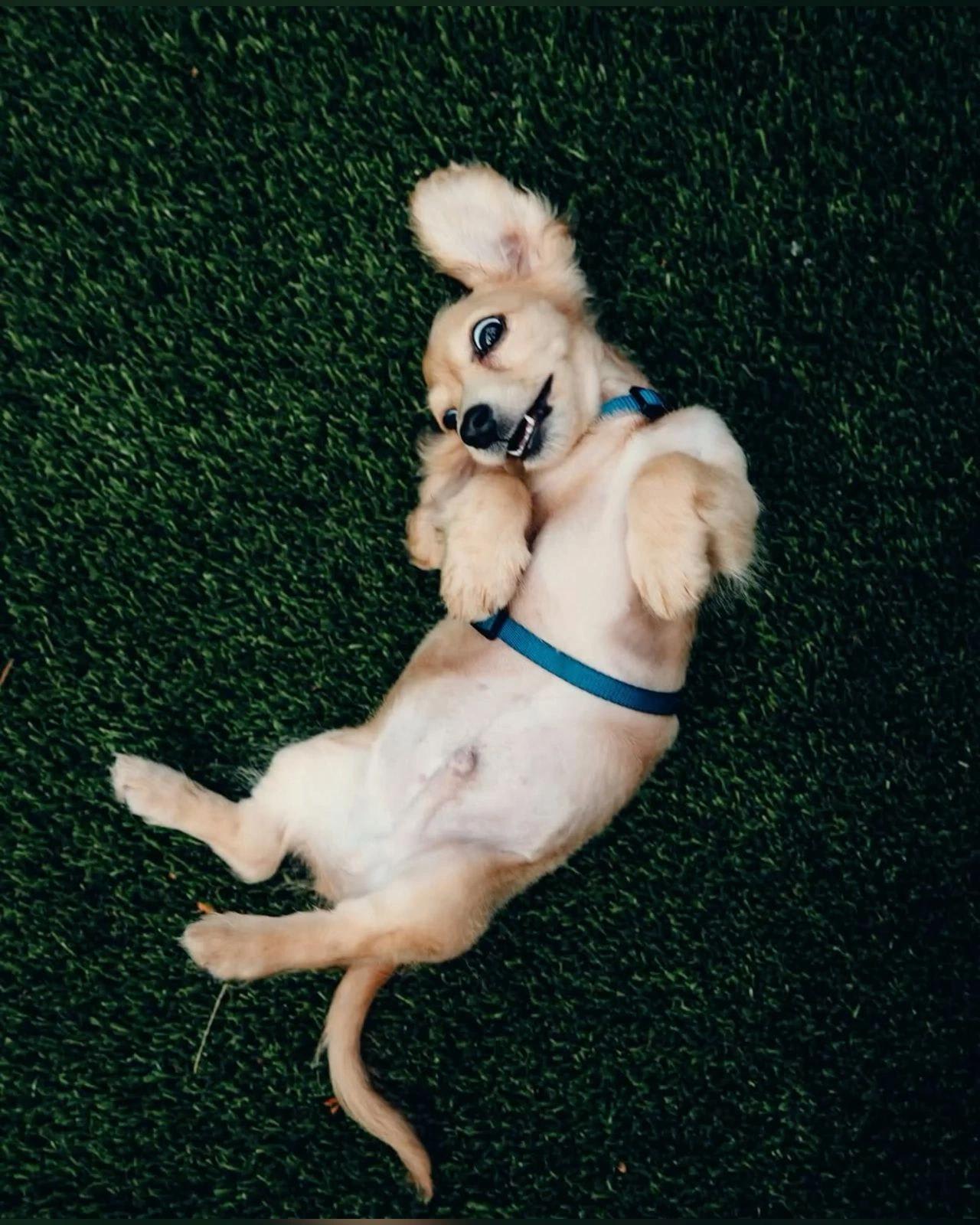 Cachorro de pelo dourado com peitoral azul deitado de barriga para cima na relva