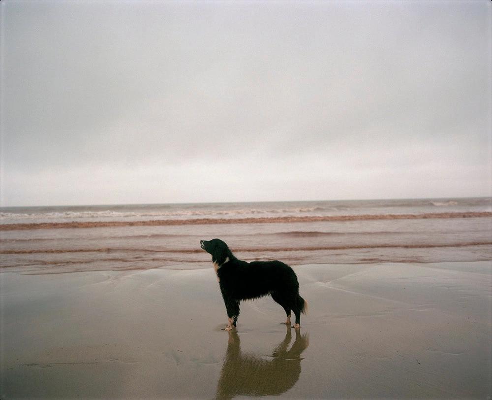 Cão de pelo preto parado num areal molhado, a olhar o mar num dia cinzento