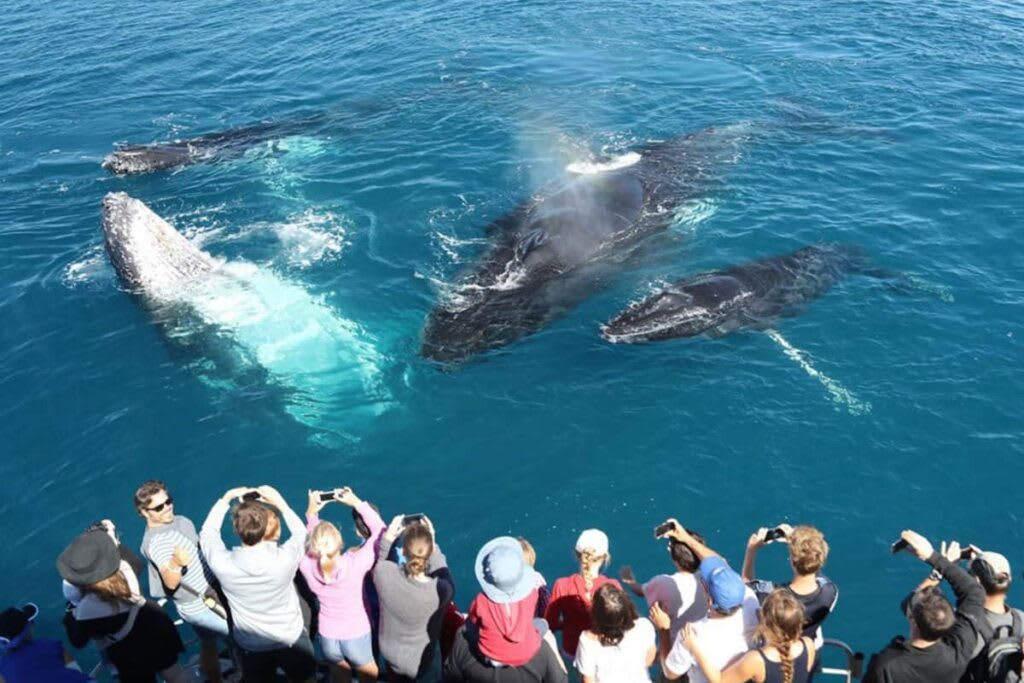 Whale watching tour in Sri Lanka - marine wildlife observation experience
