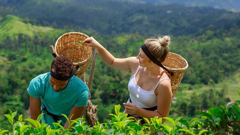 Tea estate factory tour - traditional Ceylon tea production process