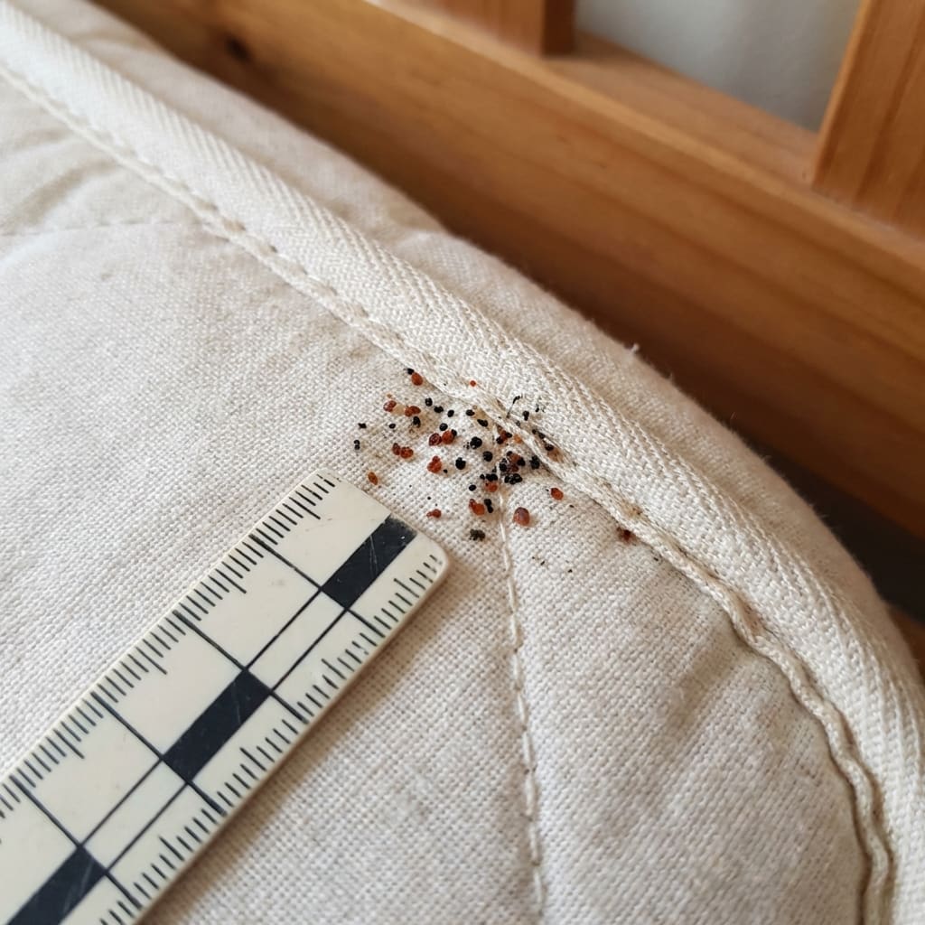 Bed bug fecal stains