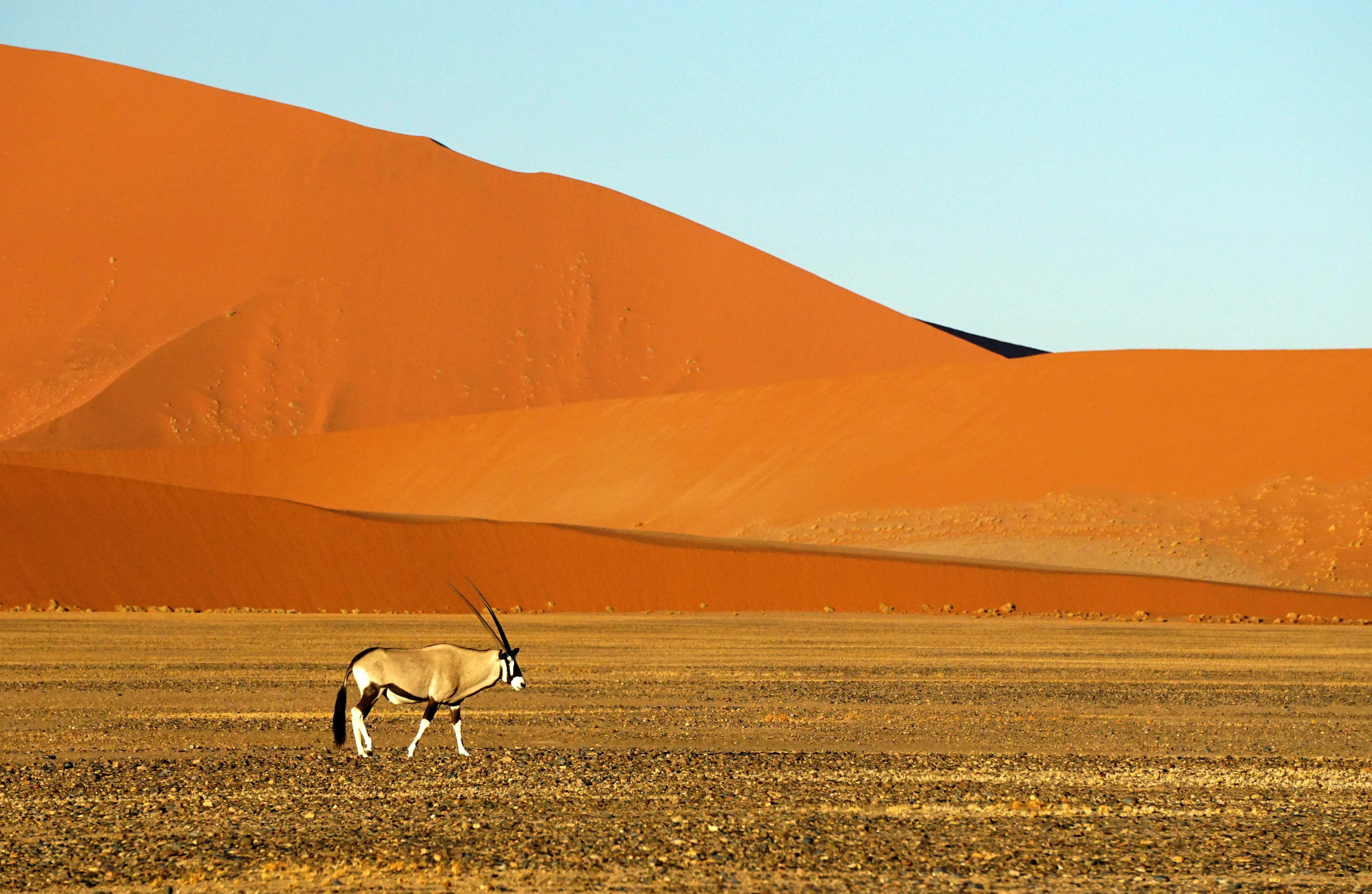 Sossusvlei dunes in Namibia