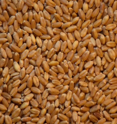 Whole Wheat