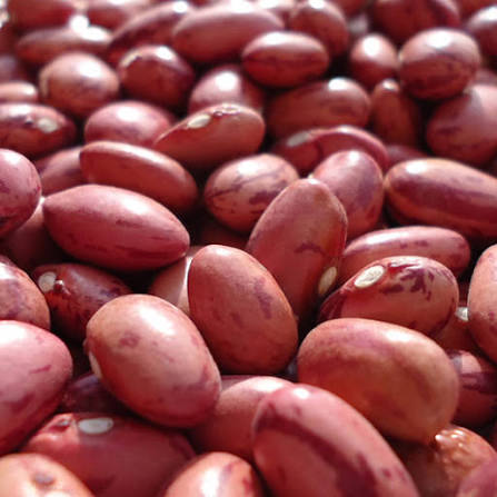 Drought-Resistant Bean Seeds (NABE 15)