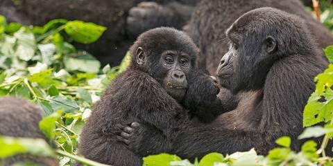 Bwindi Gorilla Trekking & Rainforest Expedition