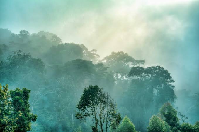 Awaken to the misty peaks of Bwindi Impenetrable National Park. Home to over half of the world's remaining mountain gorillas, this ancient UNESCO World Heritage forest offers an unforgettable trek int