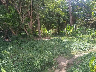FOR SALE :  Farmlot