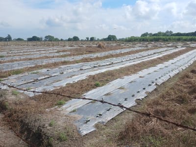 Farm lot