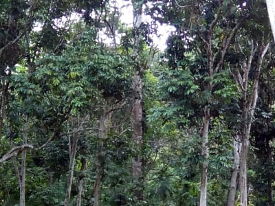Fruit farm