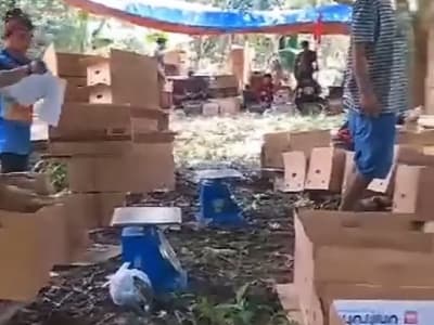 Mango Farm in Davao City