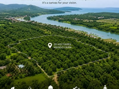 Mango Farm in Guimaras