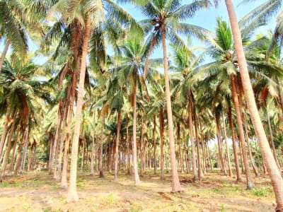Big cut Farm lot