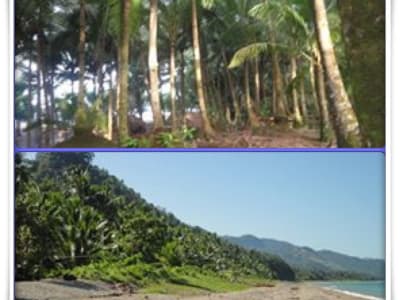 🏝️ FOR SALE: Installment - 5.5 HECTARE COCO FARM & BEACHFRONT PROPERTY - Surigao del Norte,