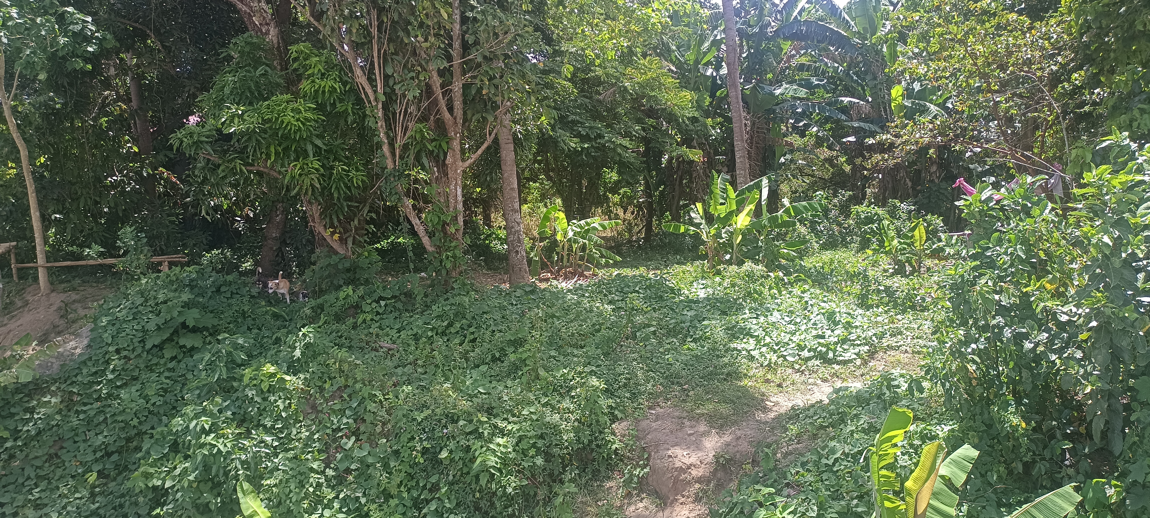 FOR SALE :  Farmlot