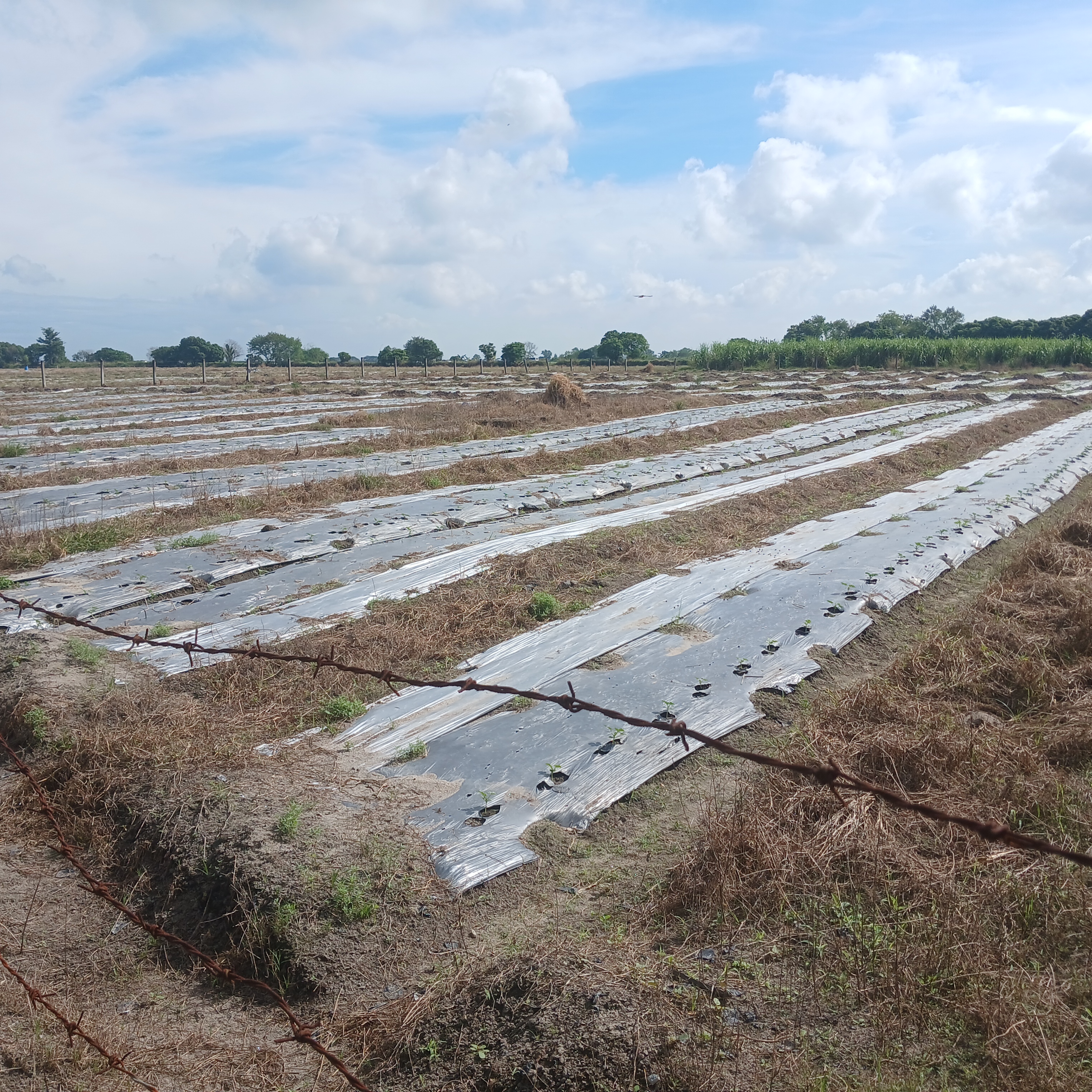 Farm lot