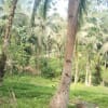 Eco Living & Busines - Flexible land lease – price shown is indicative. Final rate depends on size and use. - rental in Kalibo - photo 3