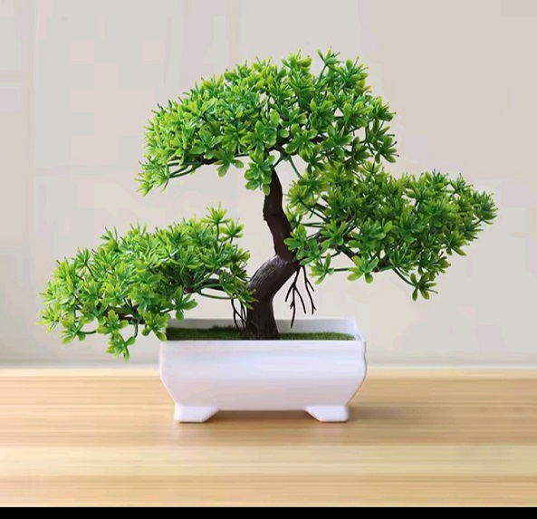 Bonsai tree 3