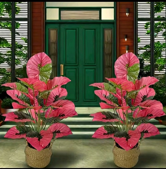 Faux Pink Variegated Elephant Ear Plant 3