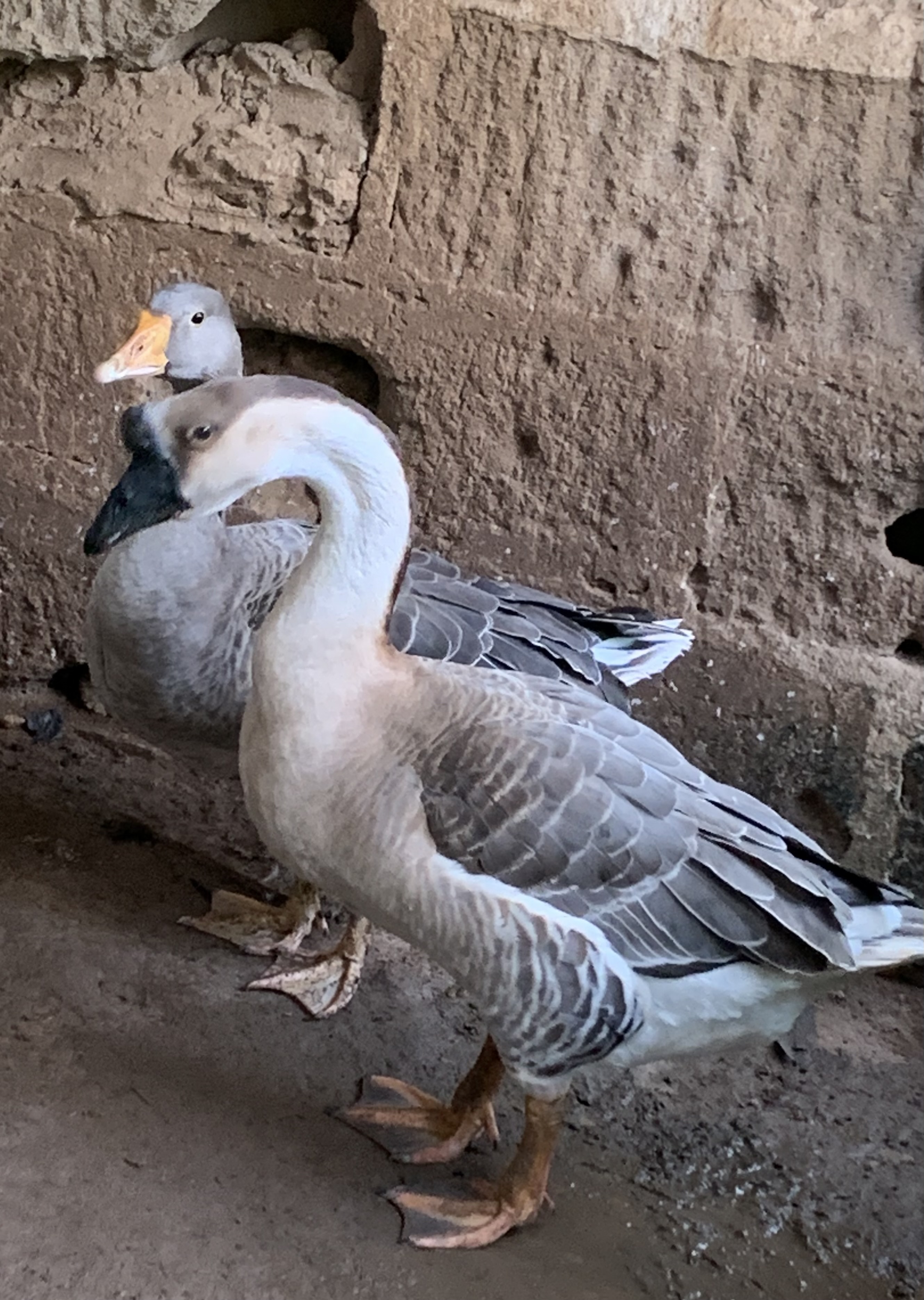 Well-fed Geese for sale for sales