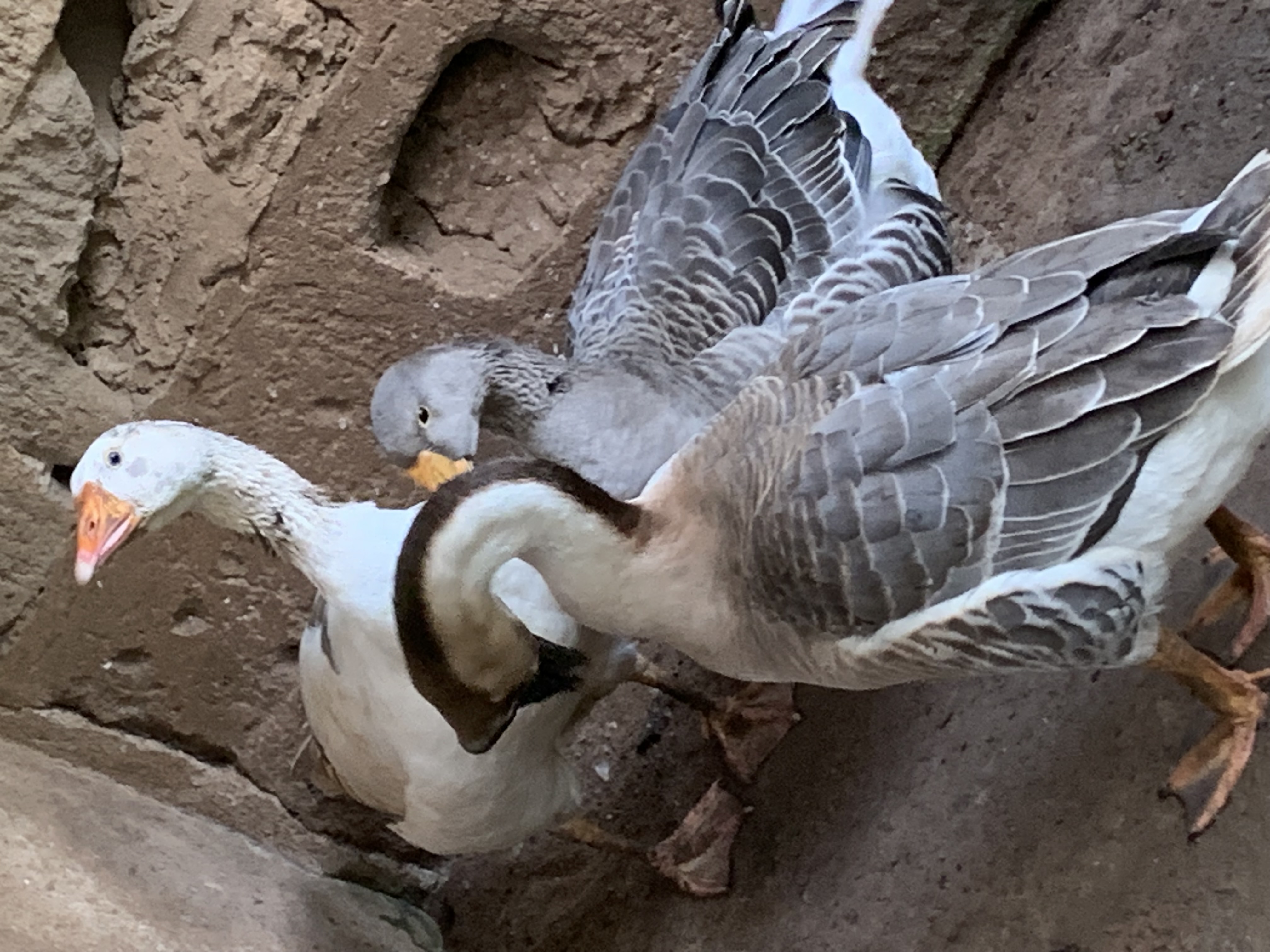 Well-fed Geese for sale 3