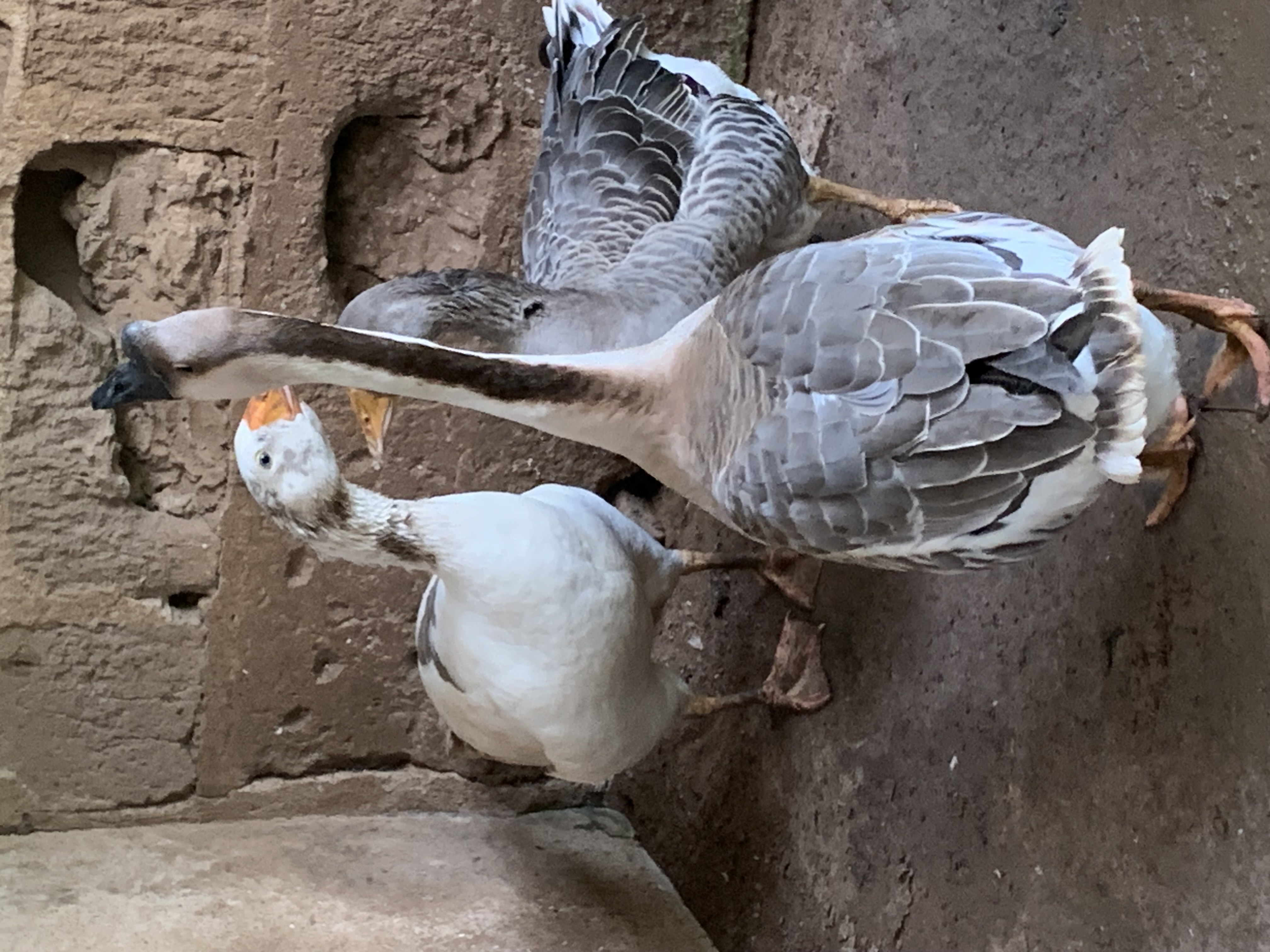 Well-fed Geese for sale 2