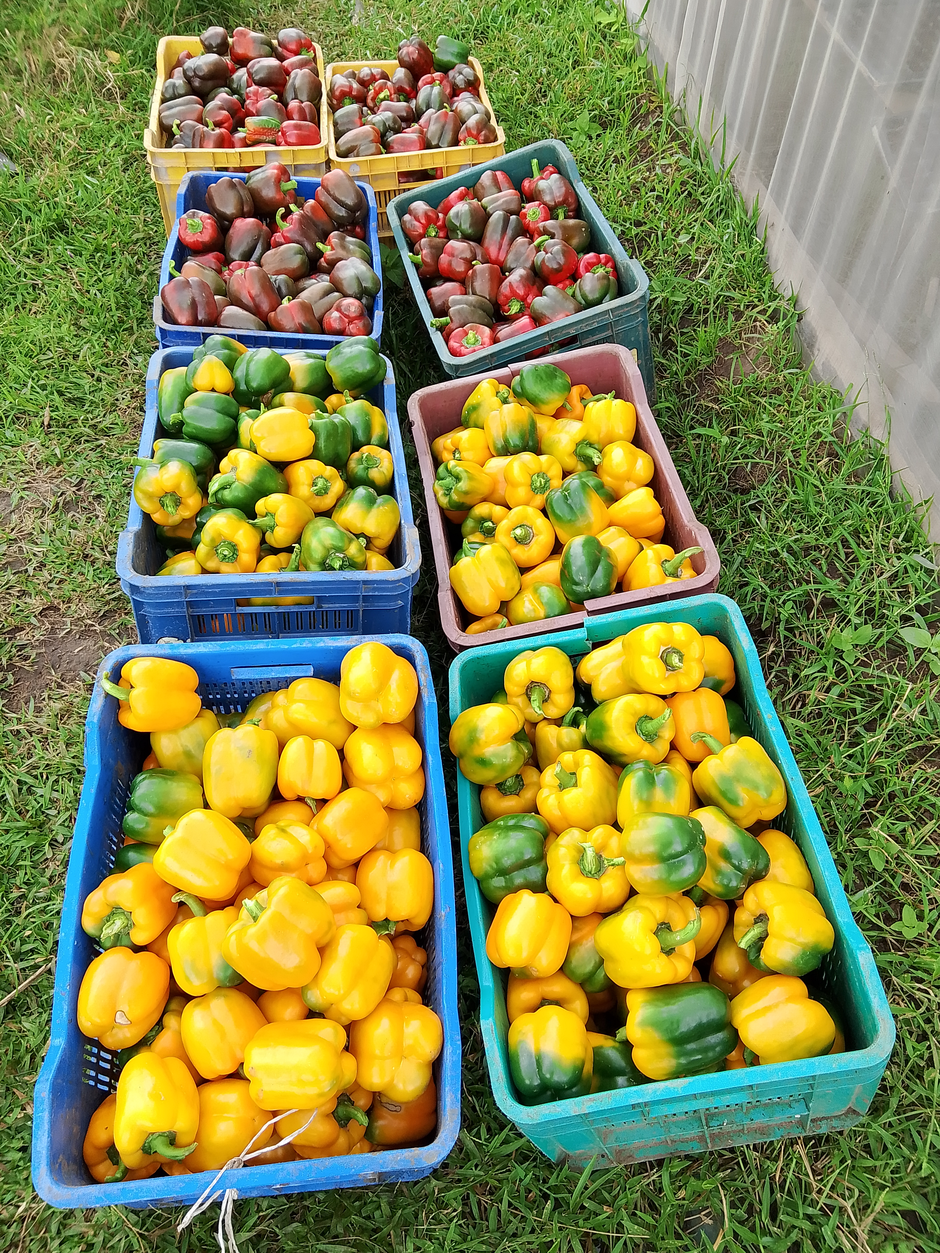 a batch of farm fresh Bell pepper  for sell