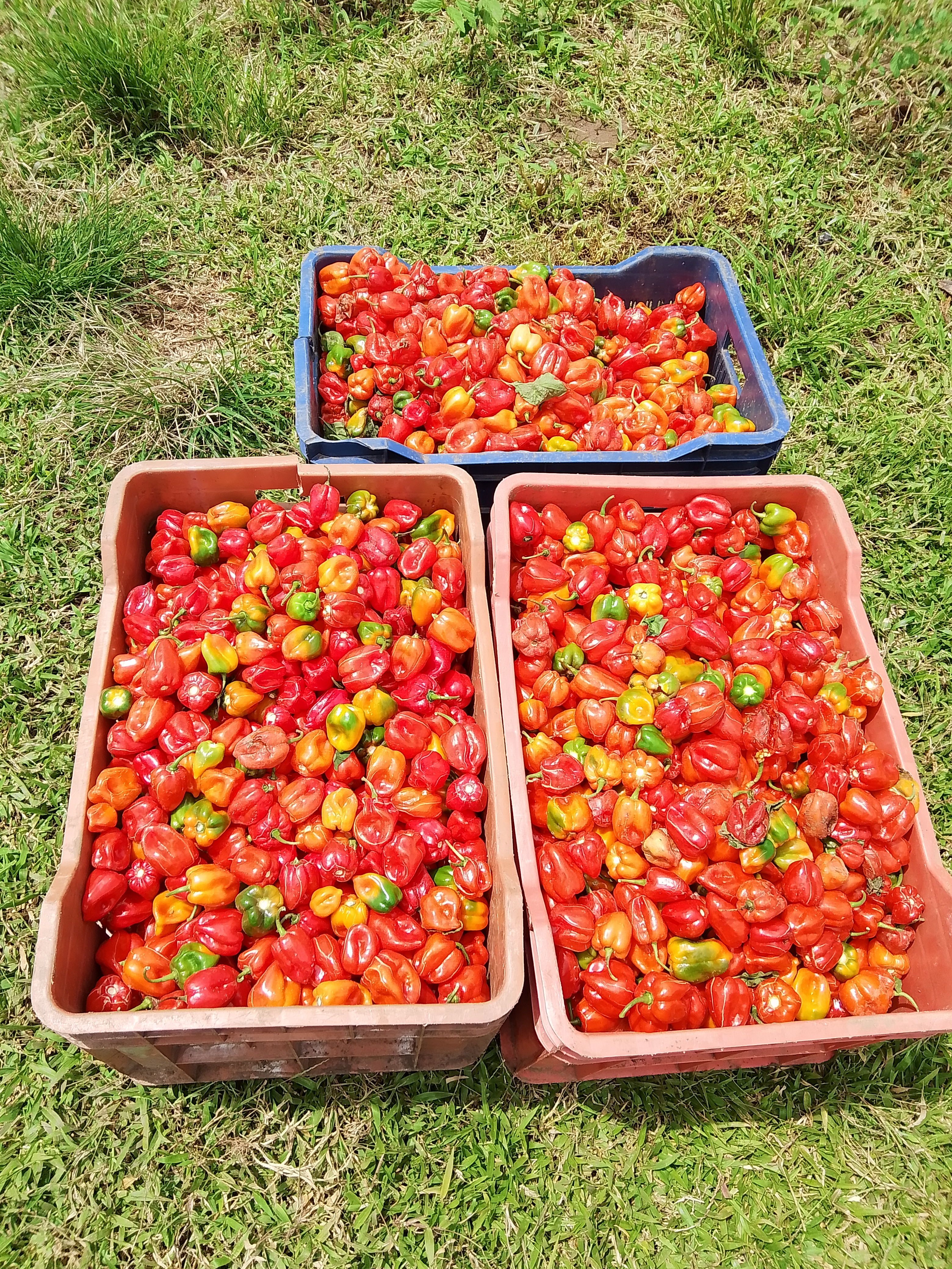 Habanero (Ata rodo) , Tomato  3